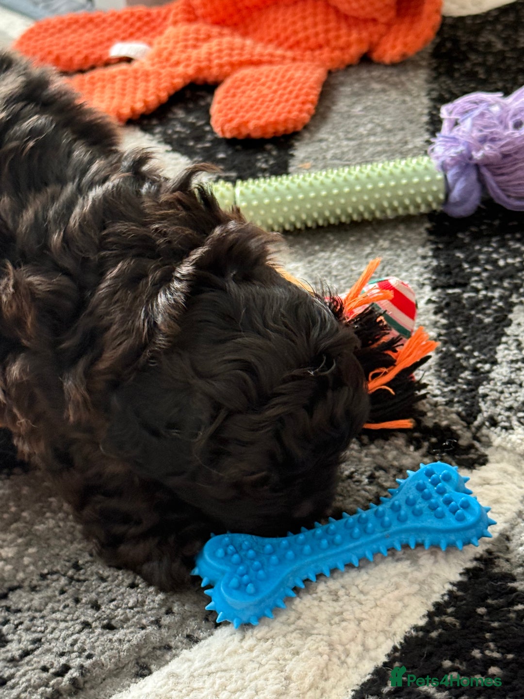 Maltipoo dogs for sale: Outstanding Malshipoo puppies - Image 35