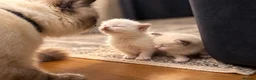 Ragdoll cats for sale:  Beautiful Ragdoll Kittens in Carshalton - Advert 8