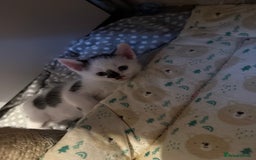 Domestic Shorthair cats for sale: 2 beautiful short hair boys  - Image 5