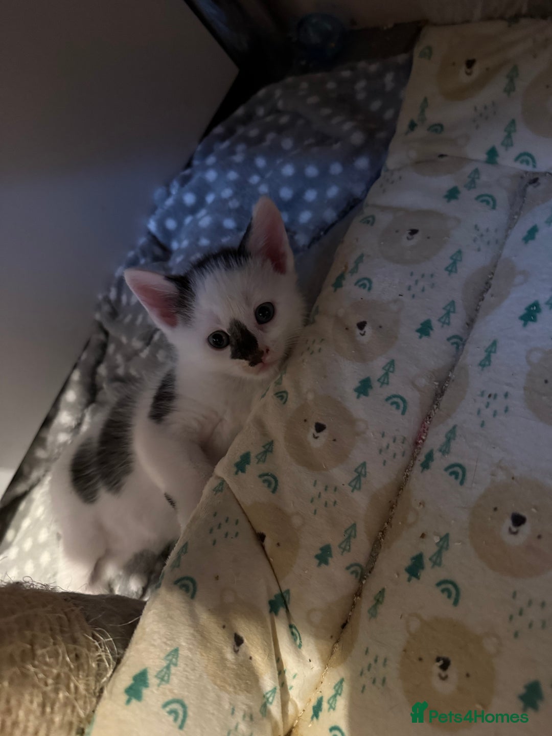 Domestic Shorthair cats for sale: 2 beautiful short hair boys  - Image 5