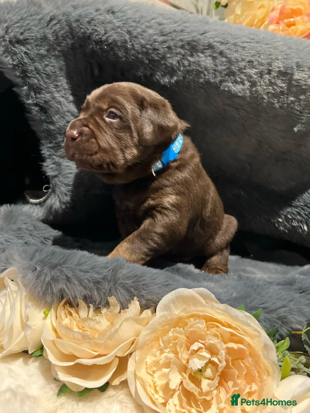 Labrador Retriever dogs for stud: KC REGISTERED LABRADOR STUD in Worcester - Advert 12