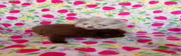 Pomeranian dogs for sale: FEMALE Chocolate Pomeranian READY TO LEAVE  - Advert 16