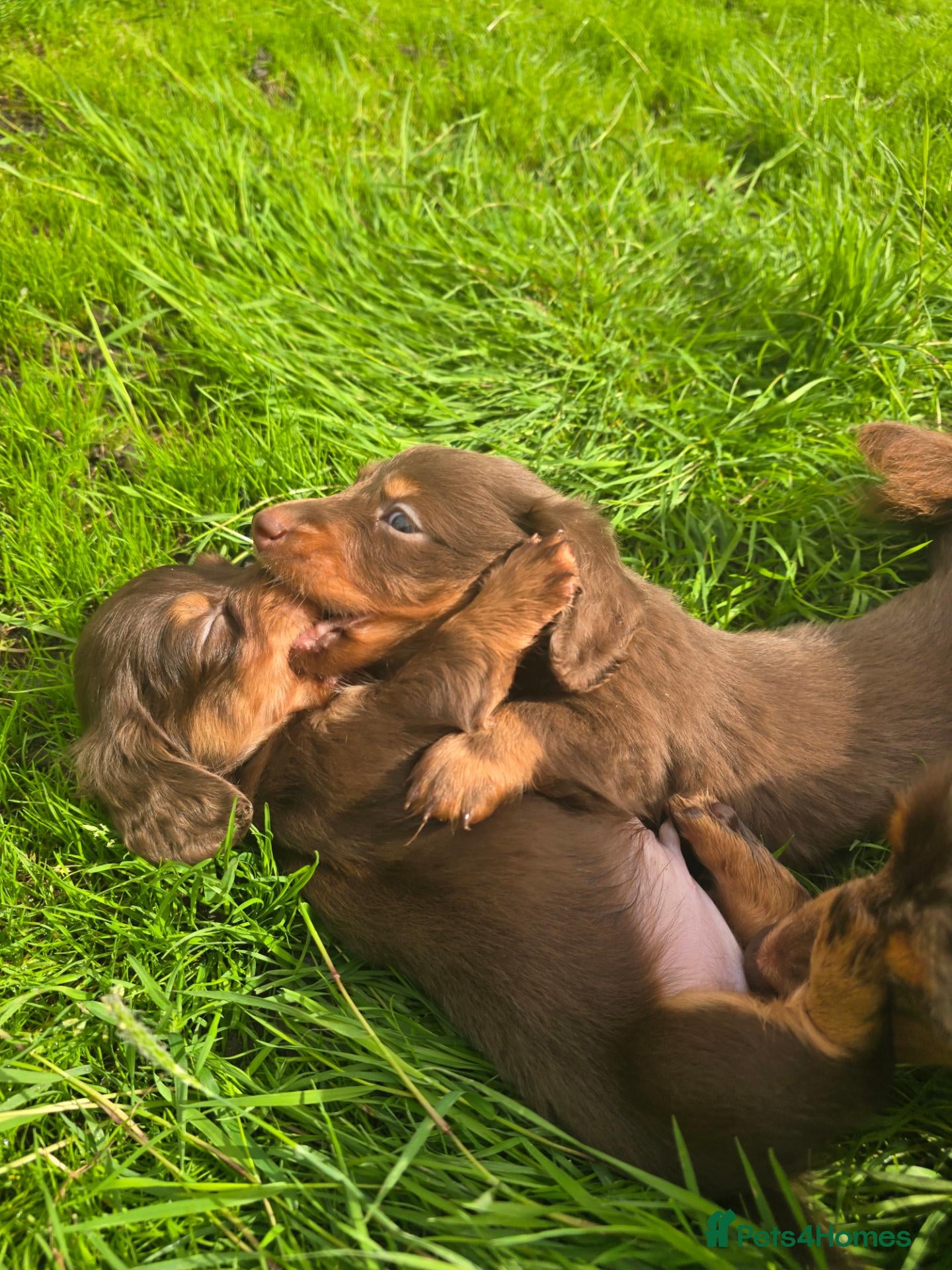 Miniature Dachshund dogs 2 Boys to be reserved  - Advert 1