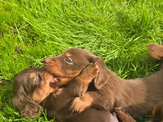 Miniature Dachshund dogs 2 Boys to be reserved - Advert 1
