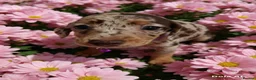 Jackshund dogs for sale: Jack dachshund xdaschound  in Wakefield - Advert 9