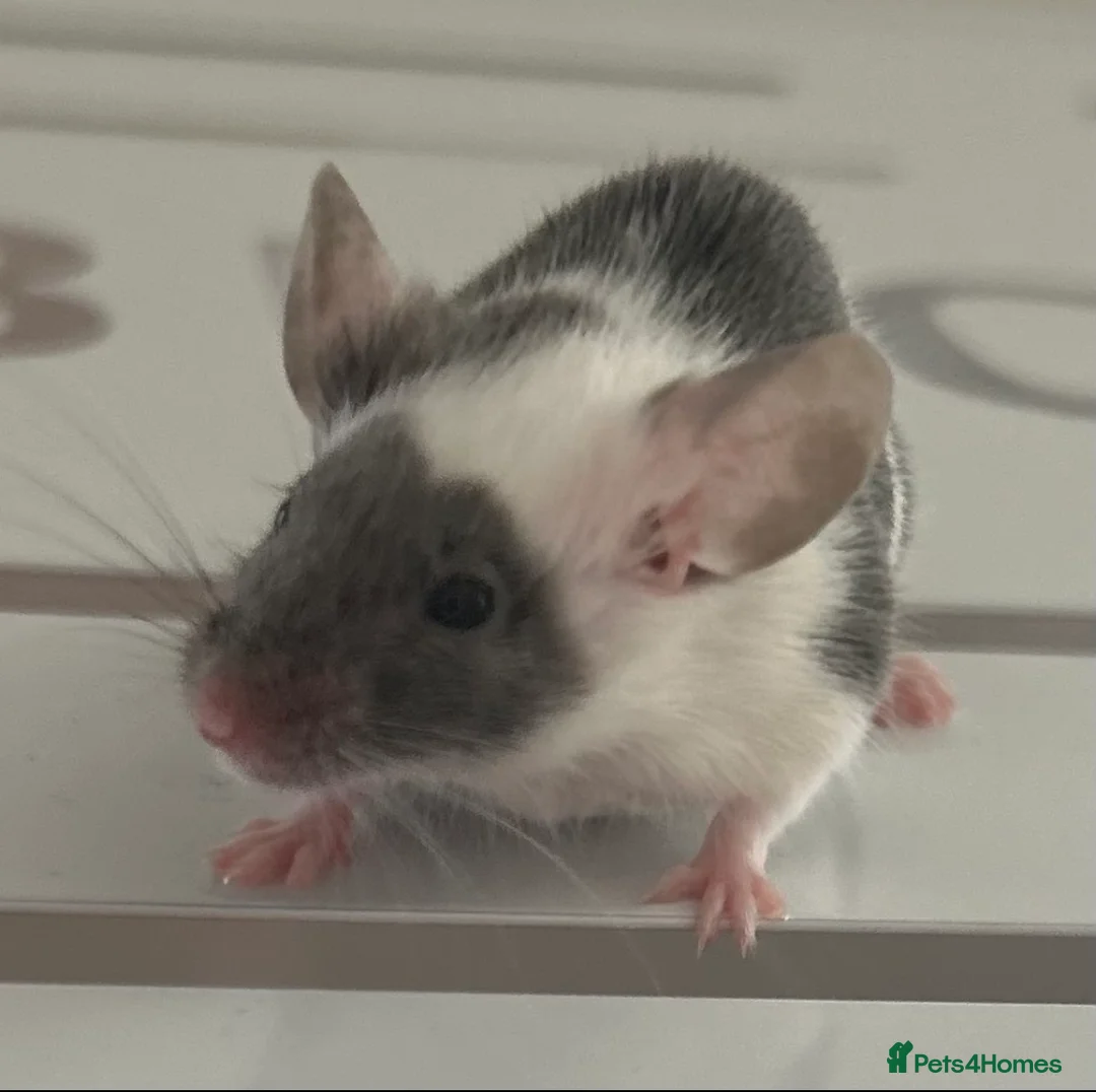 Mouse rodents for sale: 3 friendly female fancy mice - Advert 9