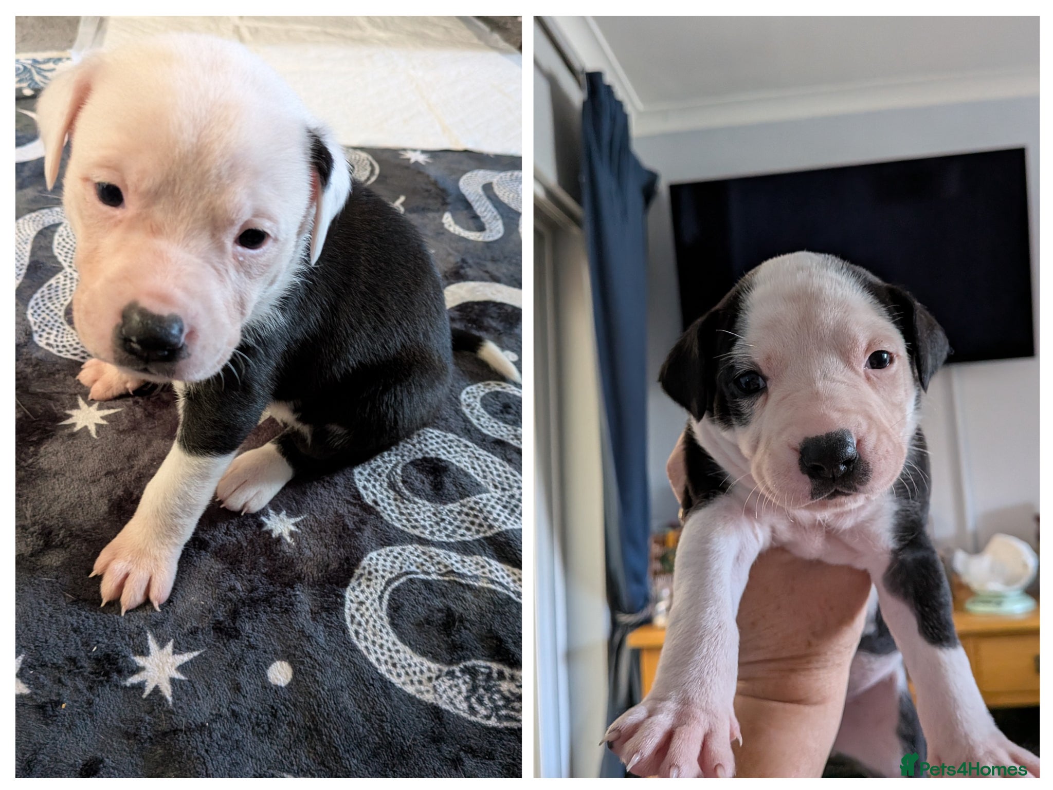 Mixed Breed dogs Borador bully puppies x3 girl viewings now  - Advert 9