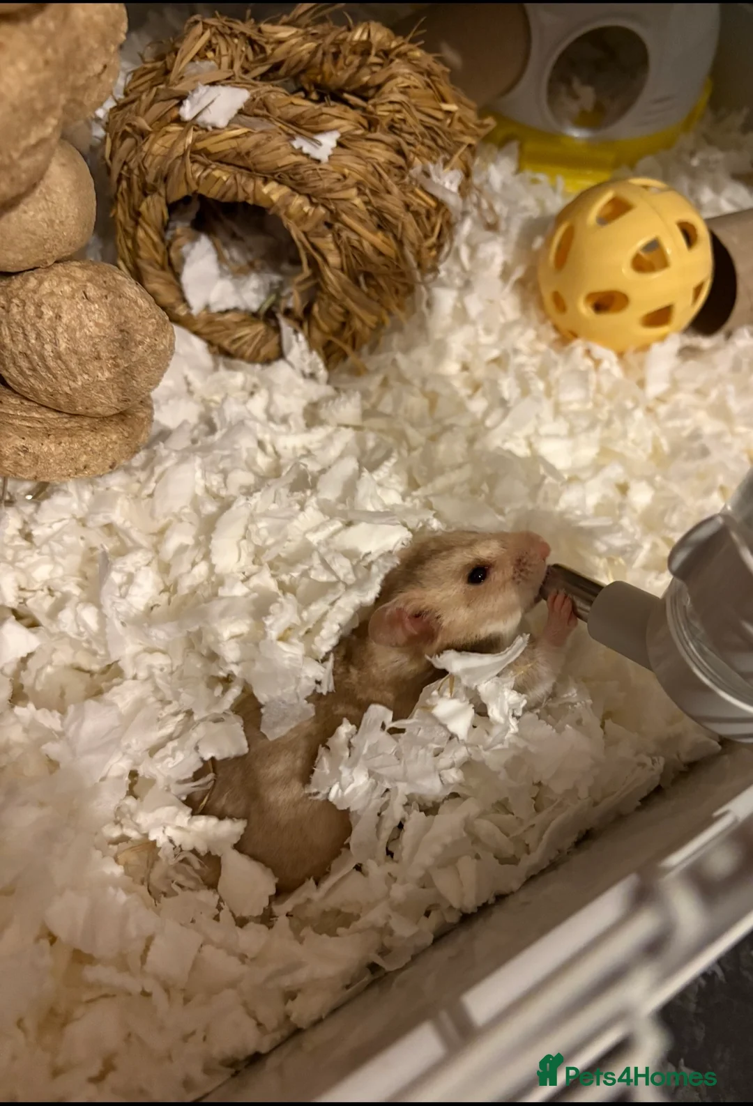 Hamster rodents for sale: Syrian hamster  in Braintree - Advert 4