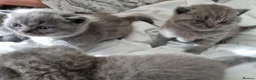 British Shorthair cats for sale: British Shorthair Kittens for sale  in Oxford - Advert 15
