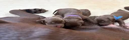 Labrador Retriever dogs for sale: Beautiful Chocolate Labrador Puppies - 09/03/2026 - Advert 34