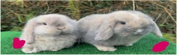 Mini Lop rabbits for sale: Baby mini lops ready 27th December  - Advert 1