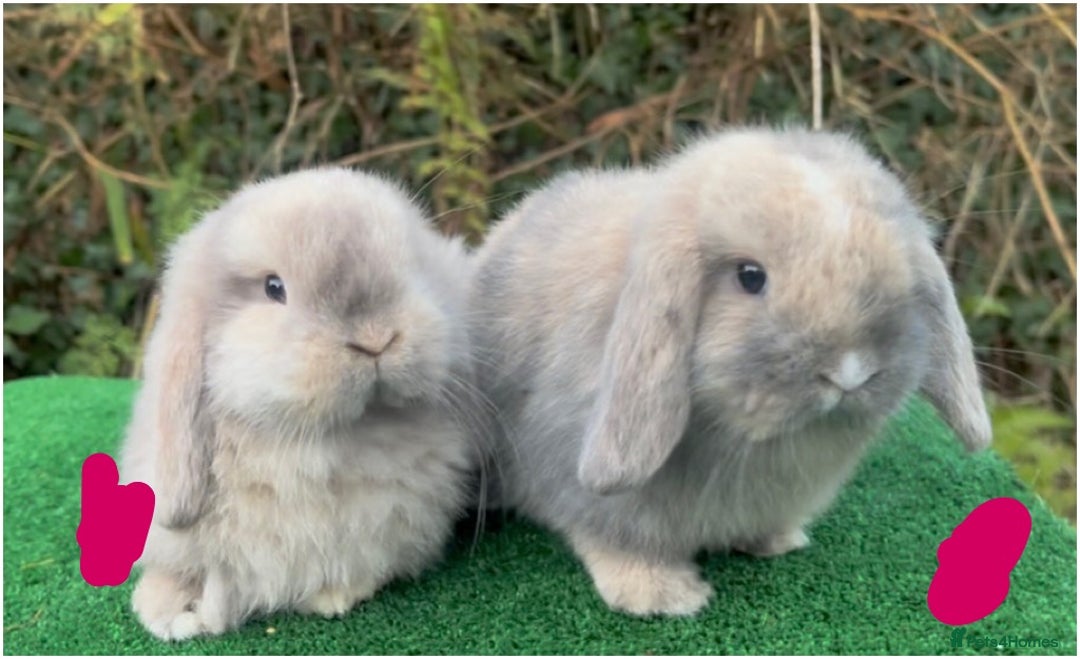 Mini Lop rabbits for sale: Baby mini lops ready 27th December  - Advert 1