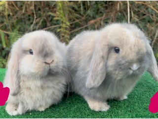 Mini Lop rabbits Baby mini lops ready 27th December - Advert 1