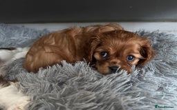 Cavalier King Charles Spaniel dogs for sale: 5 beautiful cavalier King Charles spaniel puppies - Image 27