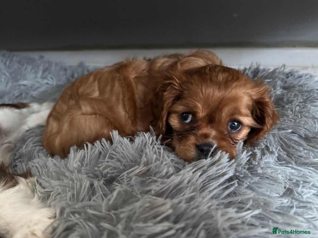 Cavalier King Charles Spaniel dogs for sale: 5 beautiful cavalier King Charles spaniel puppies - Image 27