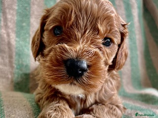 Cavapoo dogs CAVAPOO 5* LICENSED BREEDERS - Advert 9