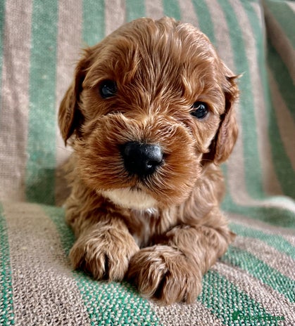 Cavapoo dogs - Advert 2