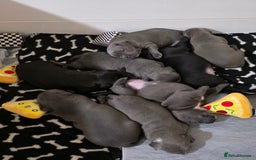 Staffordshire Bull Terrier dogs for sale: admirable Blue staffy pups so cute.  - Image 4