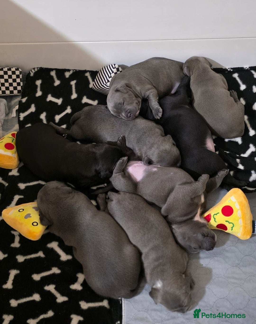 Staffordshire Bull Terrier dogs for sale: admirable Blue staffy pups so cute.  - Image 4