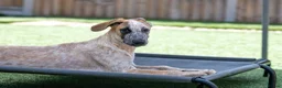 Mixed Breed dogs for adoption: Marvlous Meatball - Advert 17