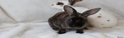 Rex rabbits for sale: Gorgeous mini rex boy - Advert 4
