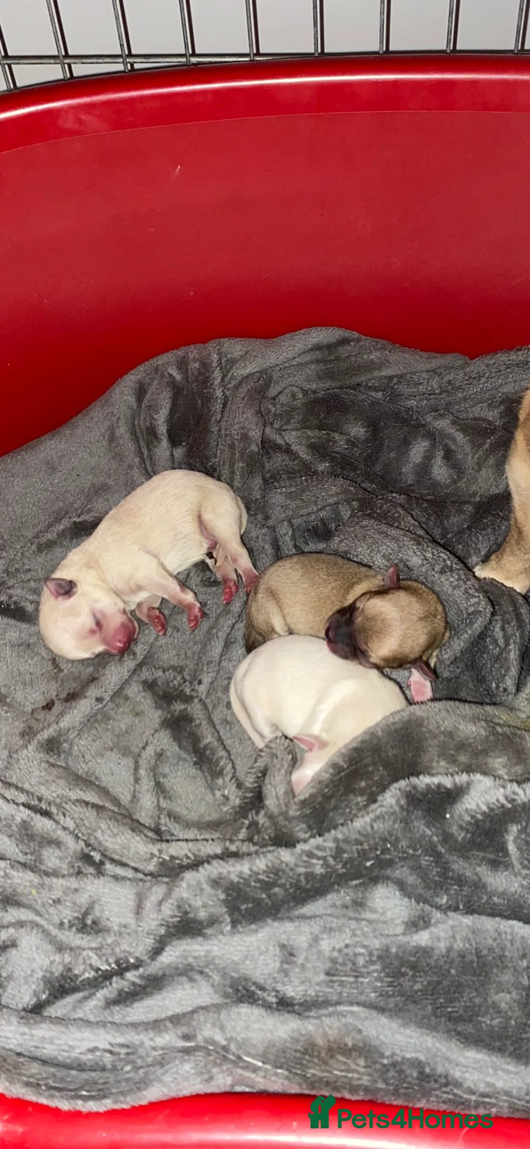 Pomeranian dogs for stud: 2kg, KC Registered, Proven, Pomeranian  in Cardiff - Advert 33