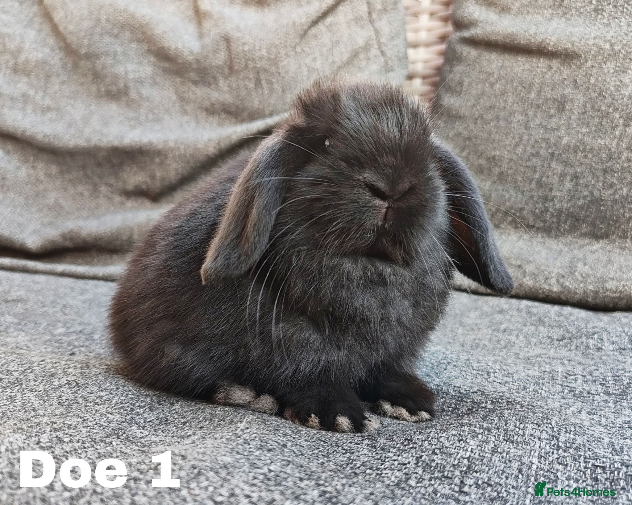 Mini Lop rabbits Stunning mini lops available for reserve  - Advert 1