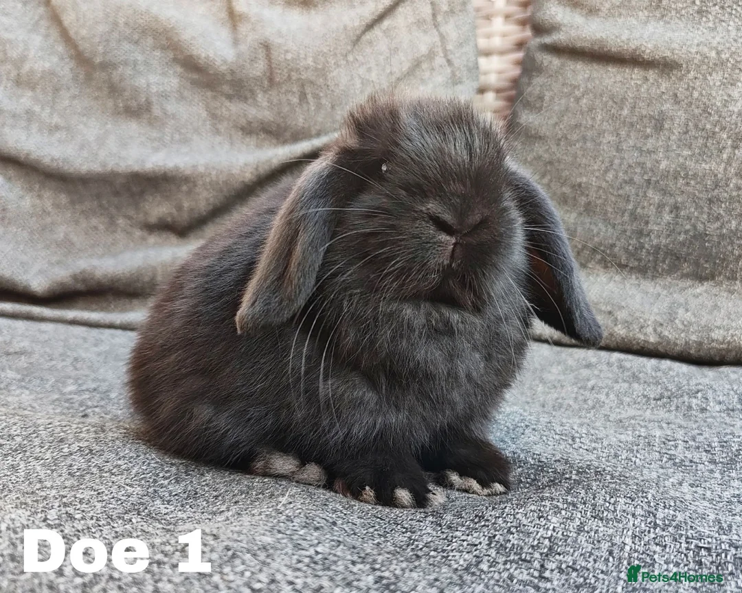 Mini Lop rabbits for sale: Stunning mini lops available for reserve  - Advert 1