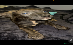 Presa Canario dogs for sale: Beautiful presa canario puppies!! - Advert 20