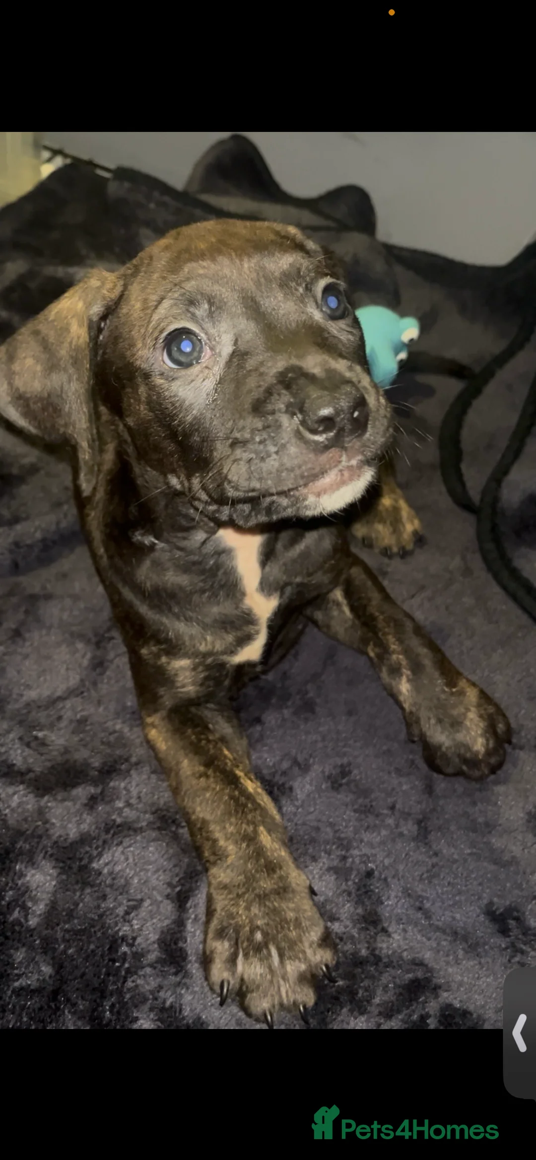 Presa Canario dogs for sale: Beautiful presa canario puppies!! - Advert 20