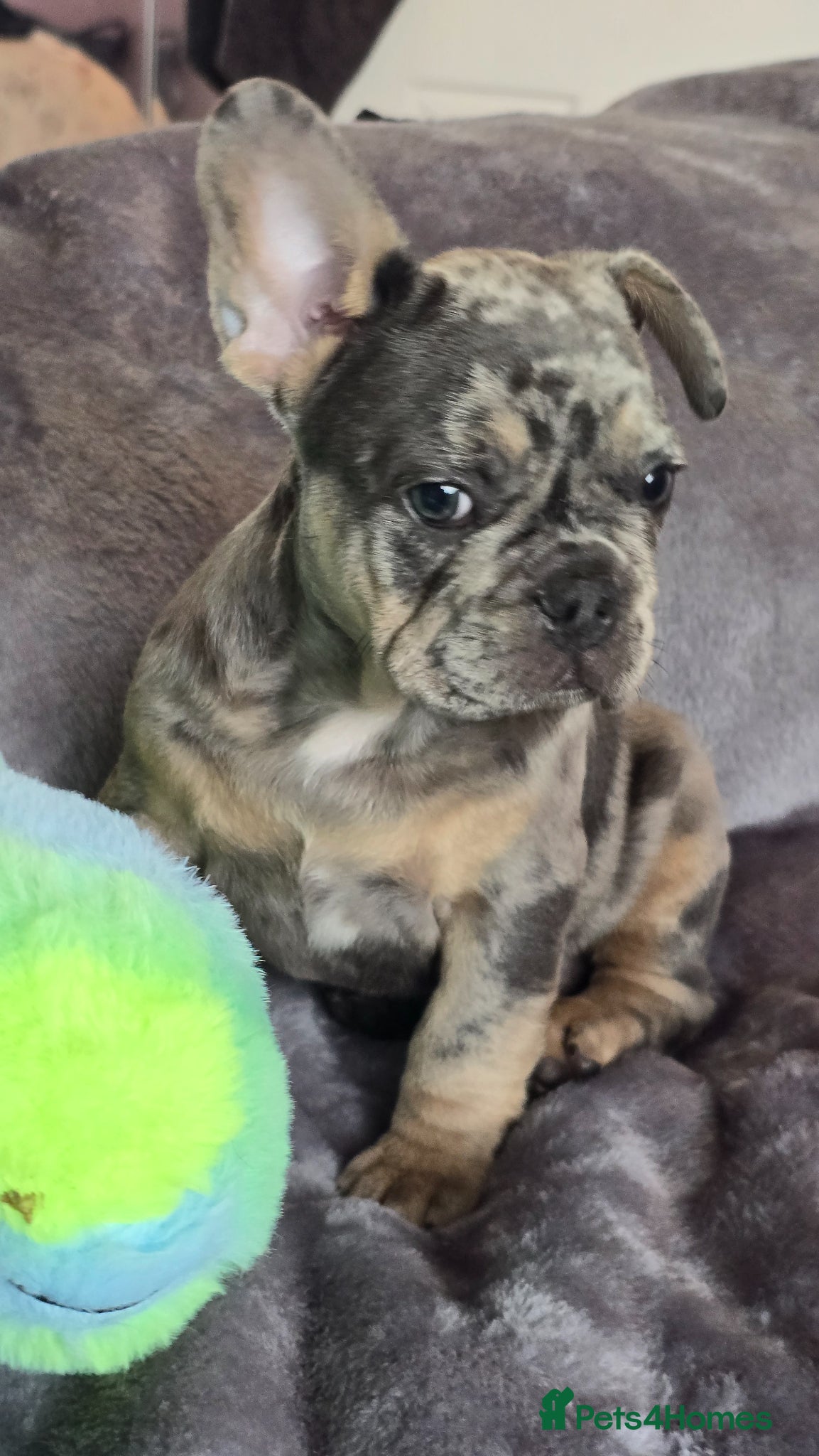 French Bulldog dogs 🐾 stunning french bulldog puppies - ready now 🐾 - Advert 1