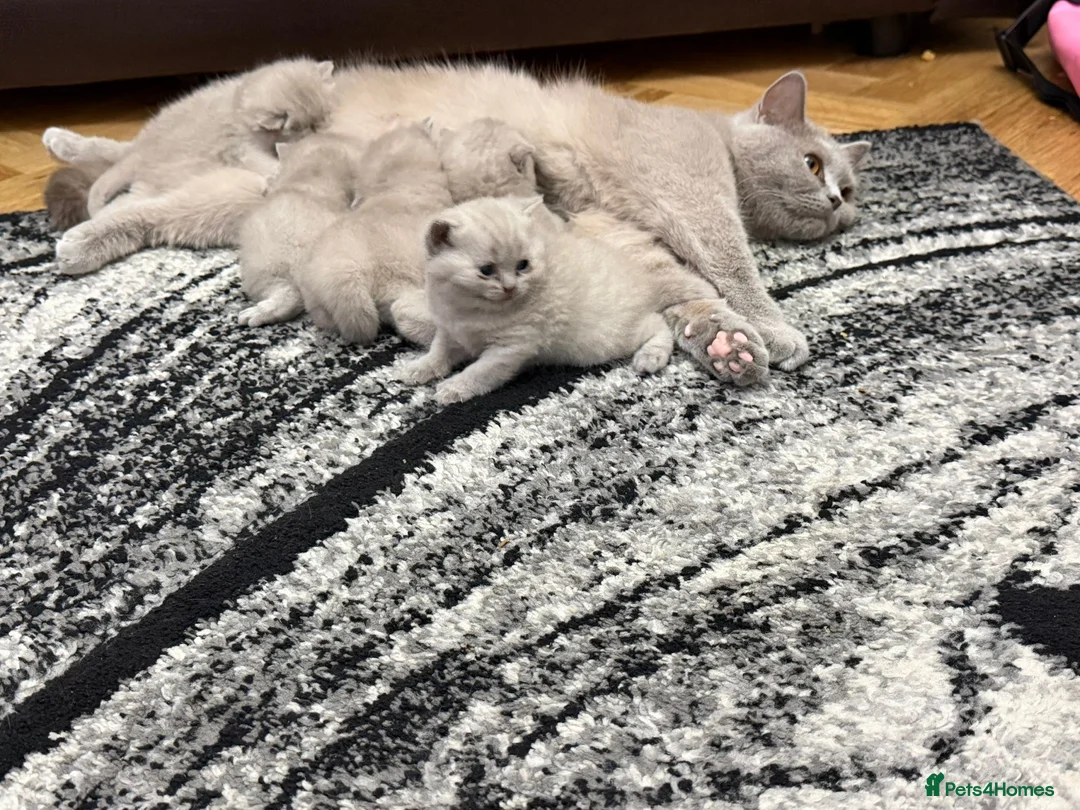 British Shorthair cats for sale: High-Quality British Shorthair Kittens - Advert 1