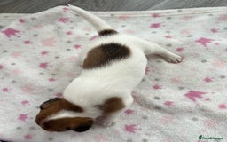 Parson Russell dogs for sale: 5 Gorgeous Parson Russells - Image 8
