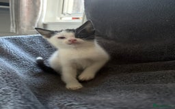 Mixed Breed cats for sale: Mixed breed kittens 8 weeks for sale  - Image 6
