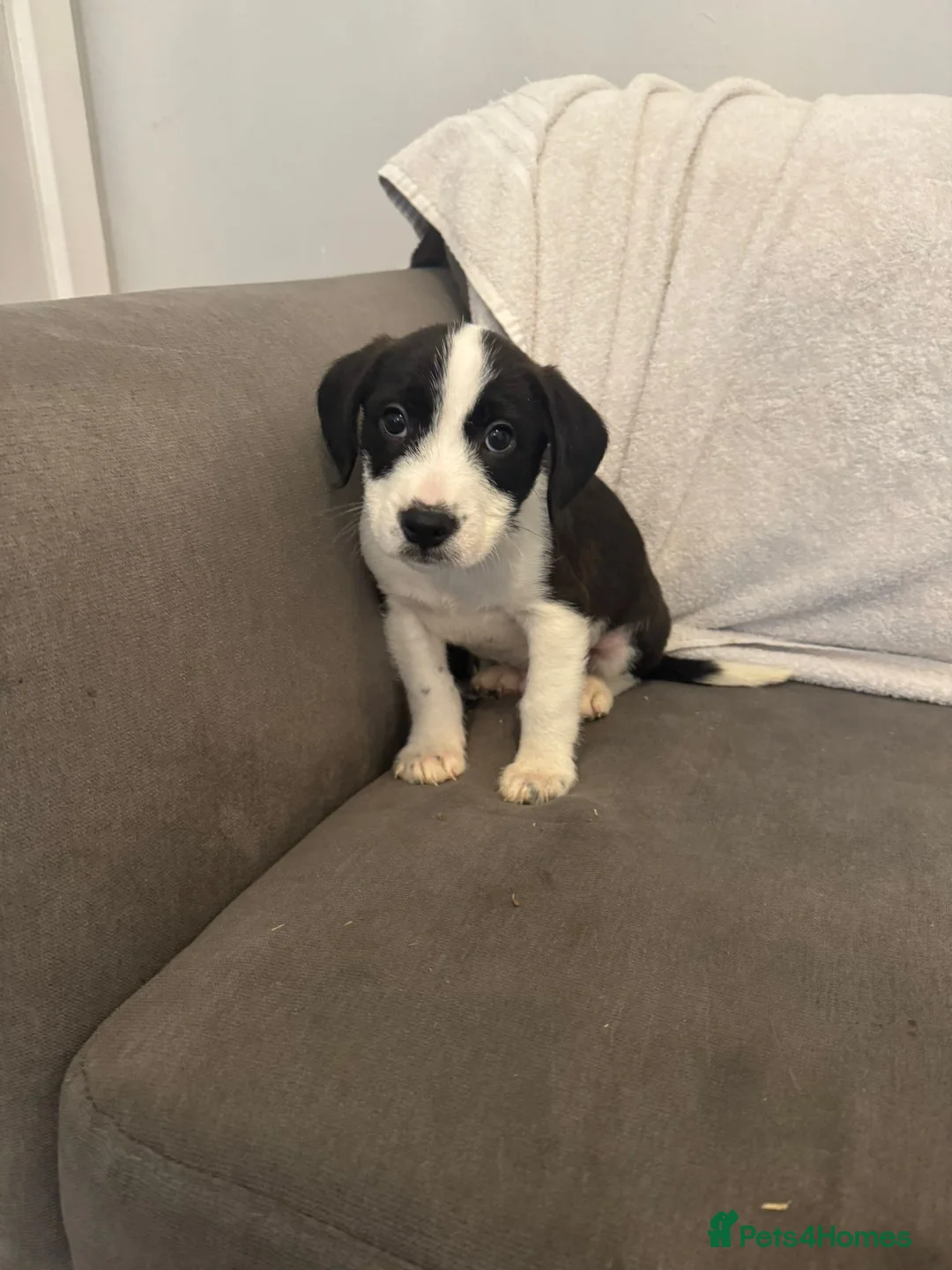 Mixed Breed dogs for sale: 5 Staff x beagle  - Advert 9