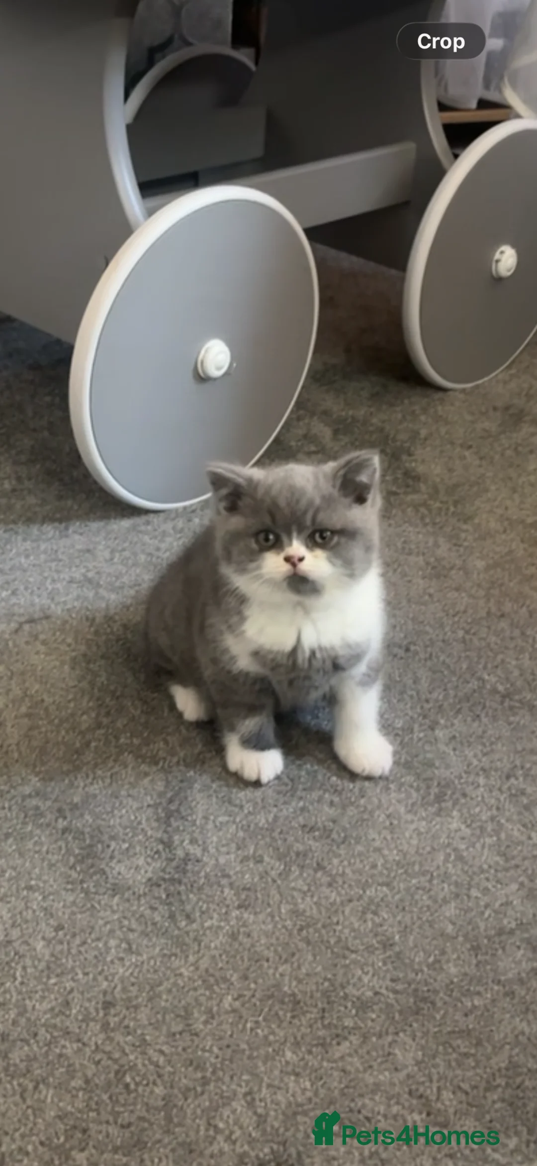 British Shorthair cats for sale: Beautiful chunky British blue boy  - Advert 2