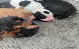 Cocker Spaniel dogs for sale: KC COCKER PUPS TRI BLACK TAN WHITE RED BLUE ROAN - Image 8