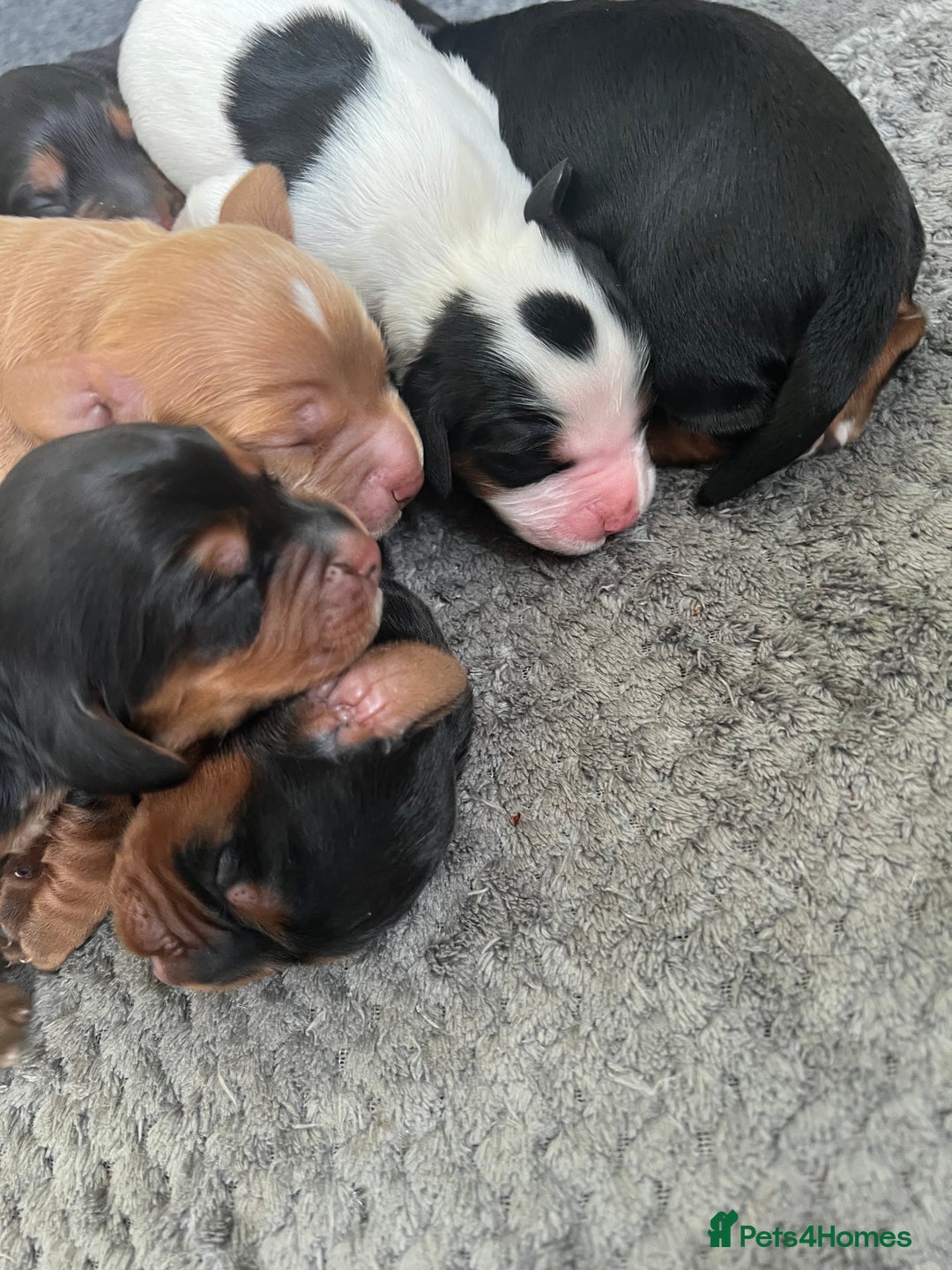 Cocker Spaniel dogs for sale: KC COCKER PUPS TRI BLACK TAN WHITE RED BLUE ROAN - Image 8