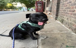 Mixed Breed dogs for sale: Lovely dog  - Image 1