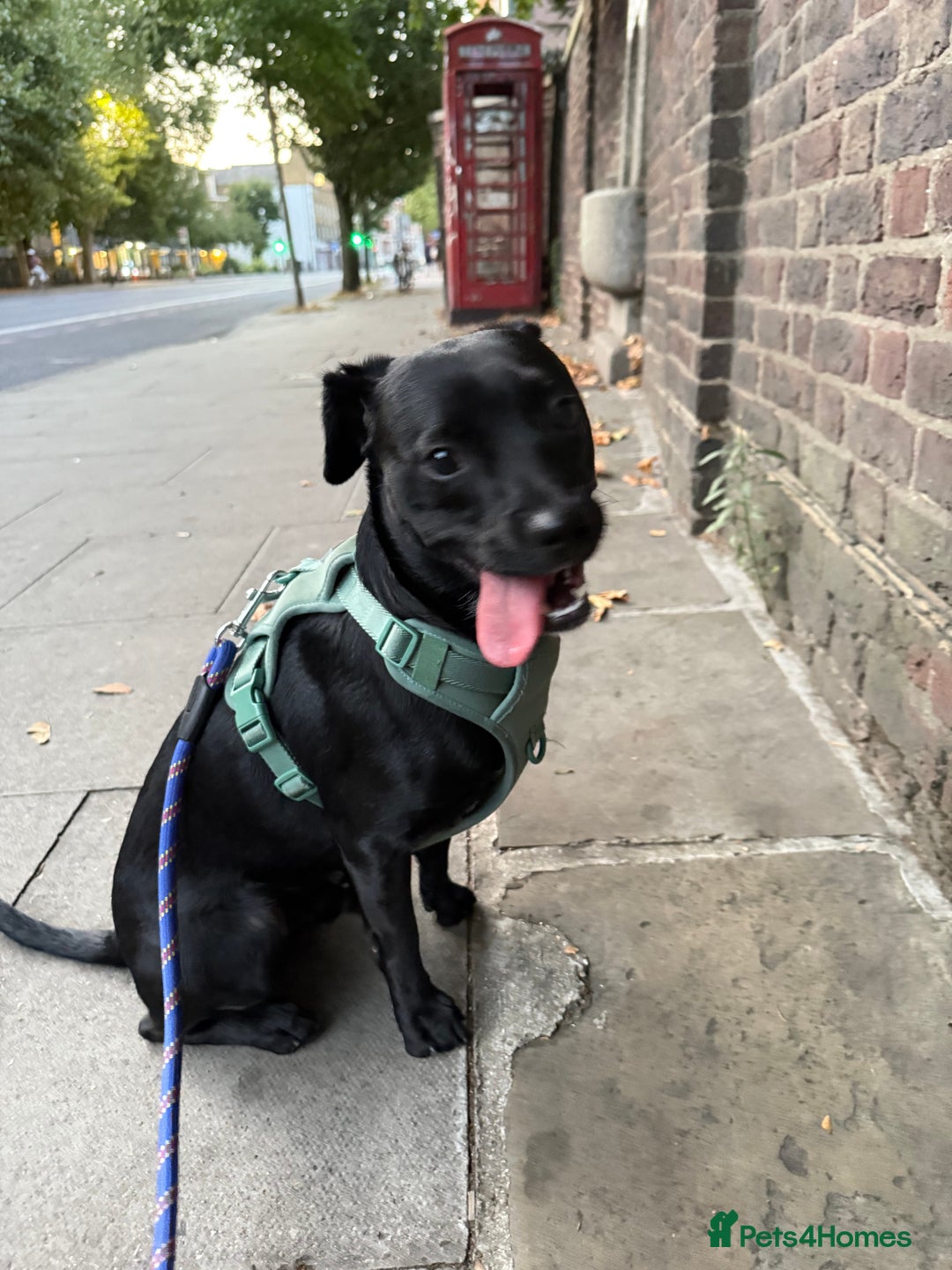 Mixed Breed dogs for sale: Lovely dog  - Image 1