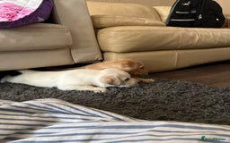 Labrador Retriever dogs for sale: Labrador Retriever puppies - Image 6