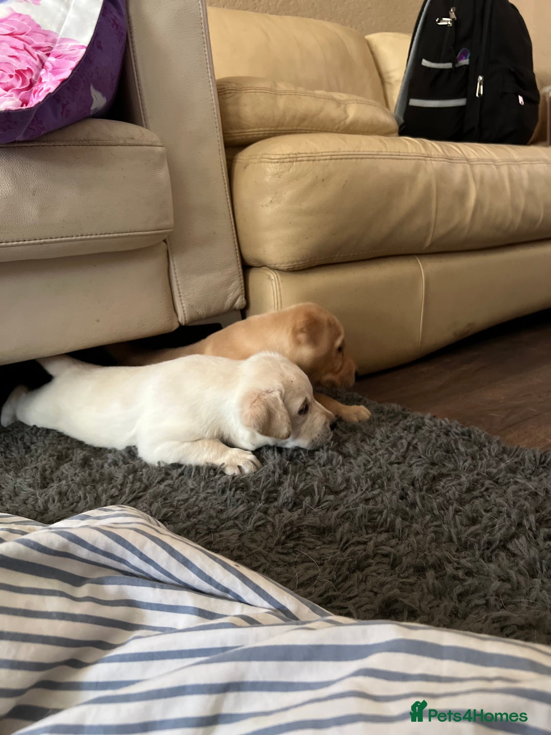 Labrador Retriever dogs for sale: Labrador Retriever puppies - Image 6