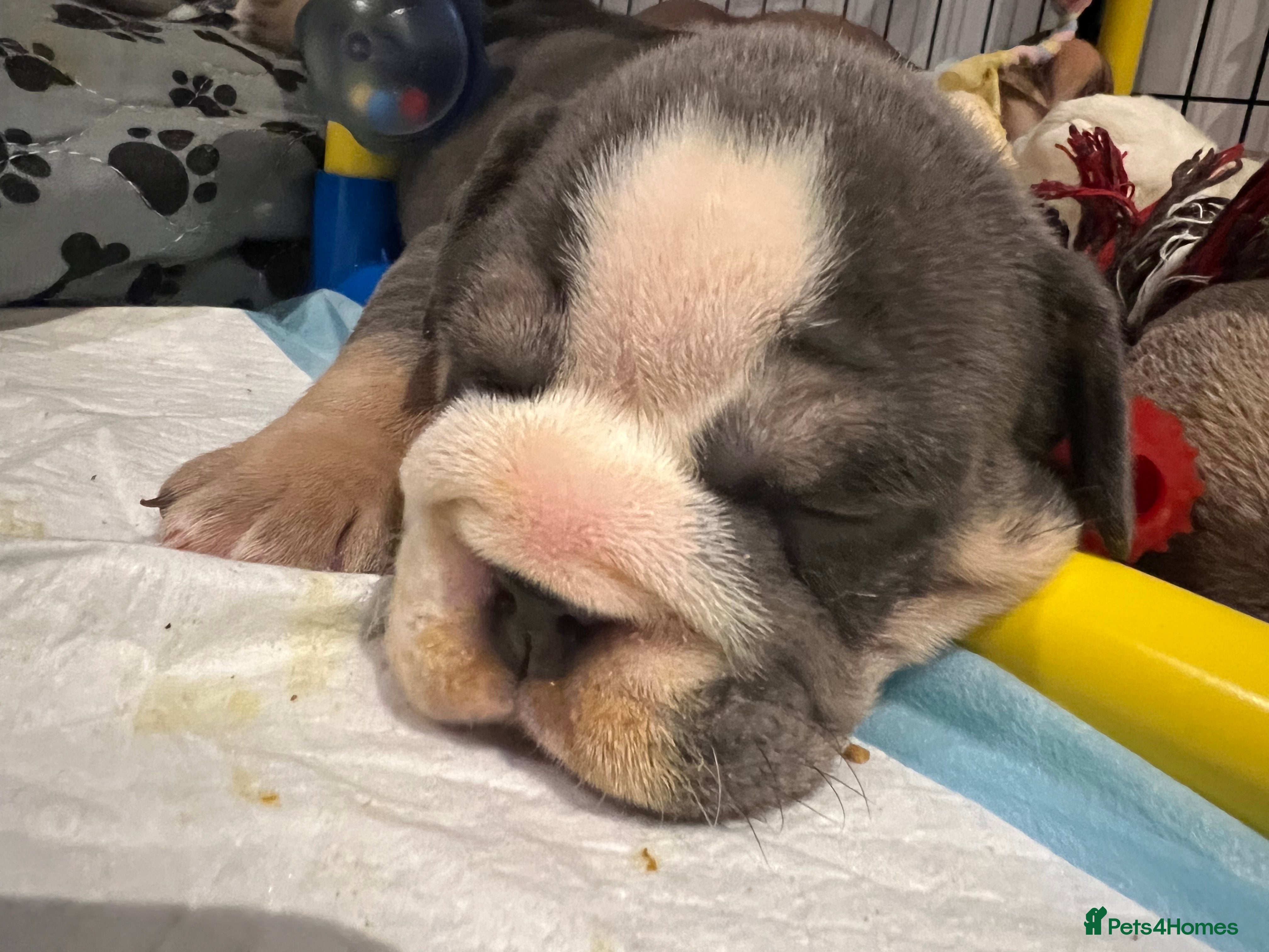 English Bulldog dogs for sale: BEAUTIFUL ENGLISH BULLDOGS  - Advert 2