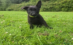 Belgian Shepherd Dog dogs for sale: Duch scheperd puppy for sale in Warrington - Image 13