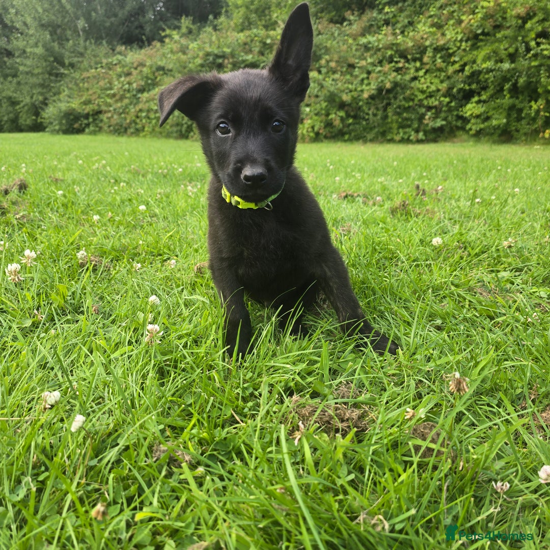 Belgian Shepherd Dog dogs for sale: Duch scheperd puppy for sale in Warrington - Image 13