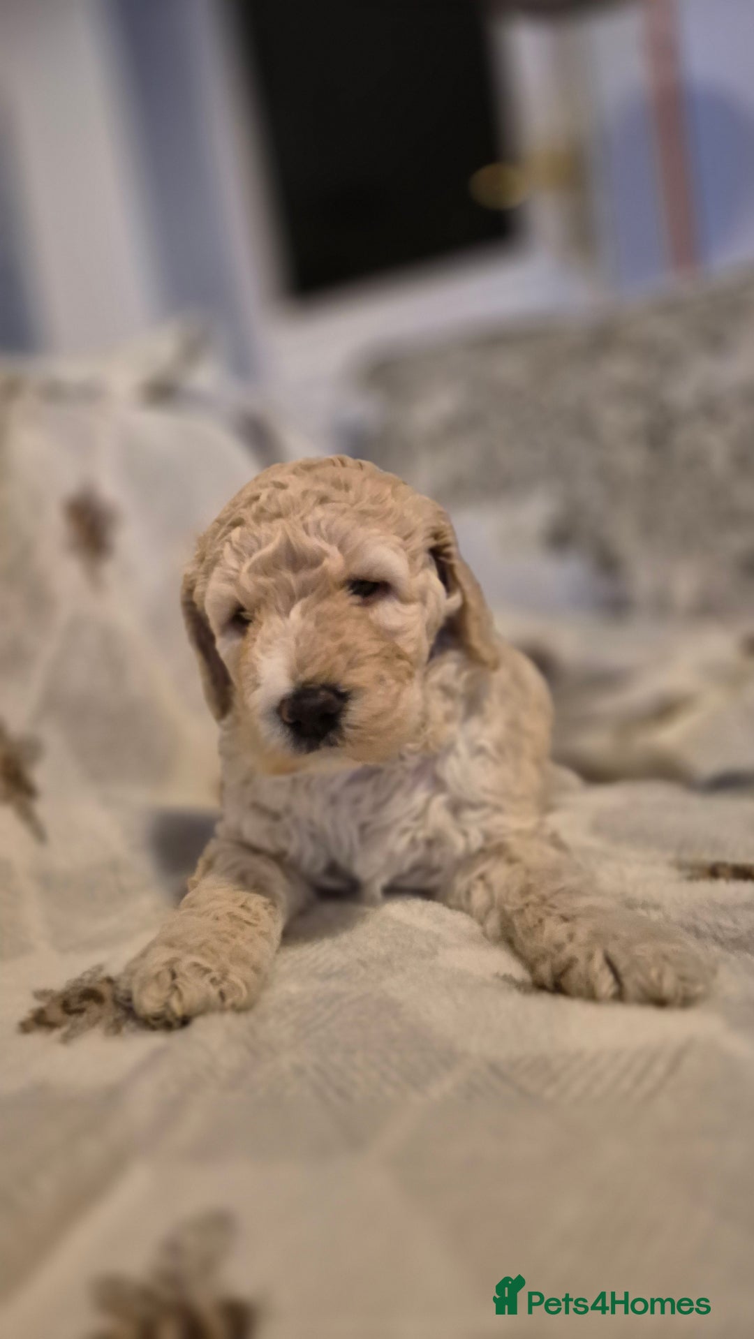 Australian Labradoodle dogs for sale: LAST ONE BOY - Australian Labradoodle Puppies  - Advert 2
