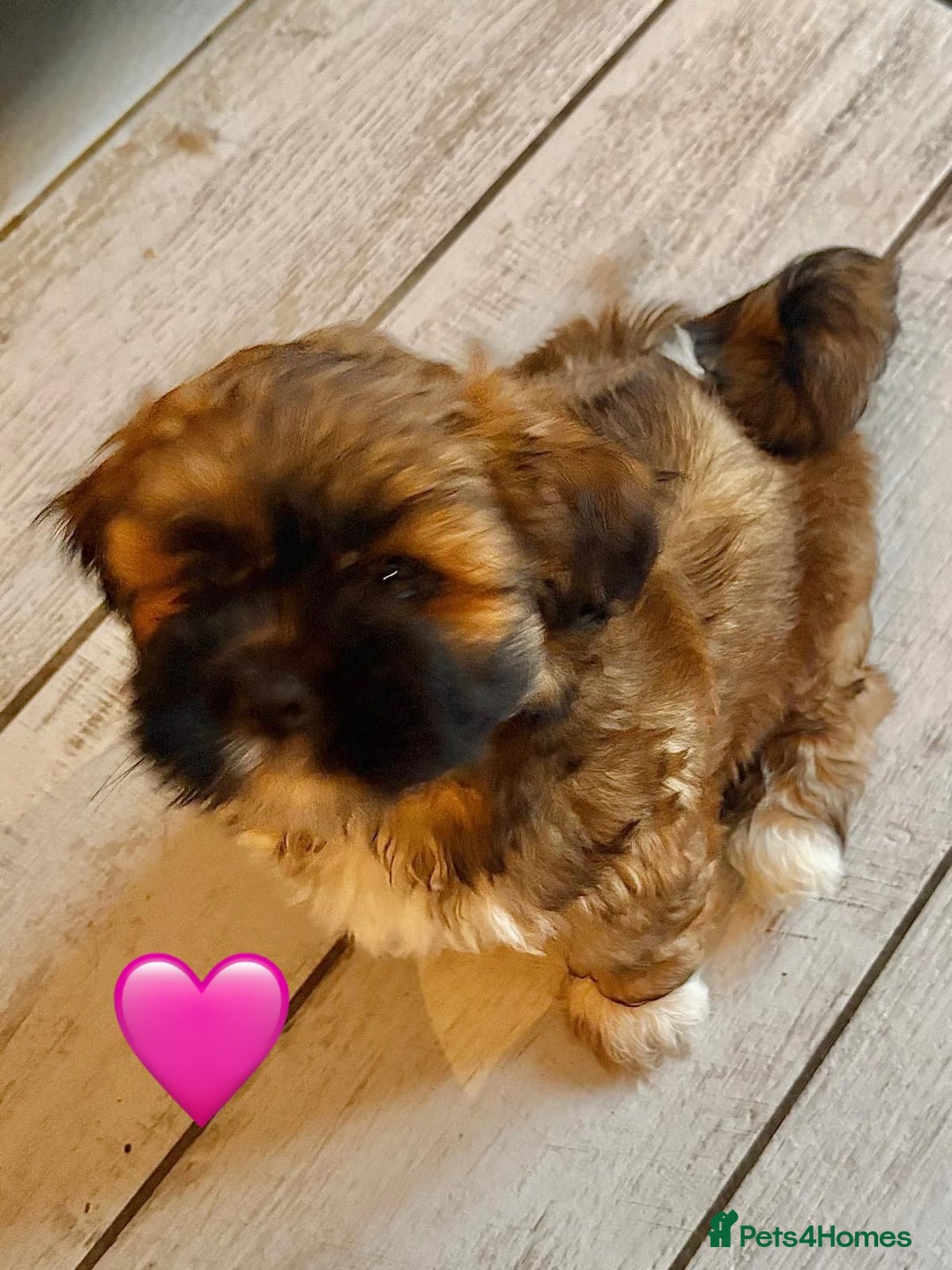 Lhasa Apso dogs for sale: Four Adorable Lhasa Apso Pups KC reg GPRA Clear - Advert 11