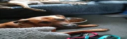 Mixed Breed dogs for sale: Looking for forever home for 5year old female  - Advert 2