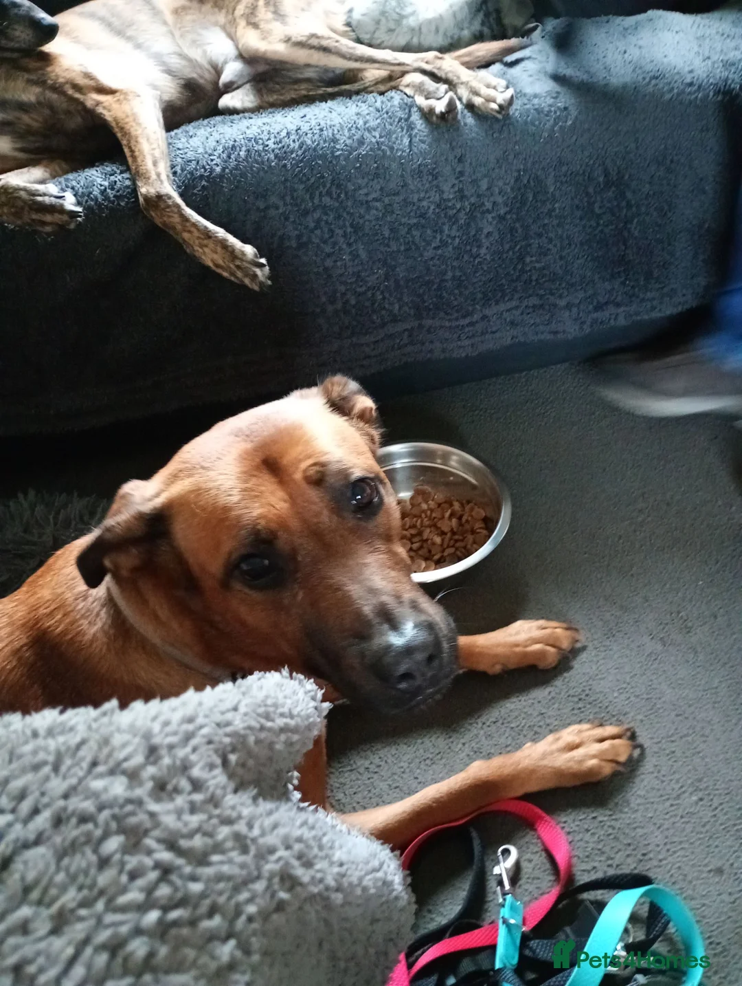 Mixed Breed dogs for sale: Looking for forever home for 5year old female  - Advert 2