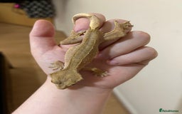 Gecko reptiles for sale: Crested geckos and Leachie gecko - Advert 5